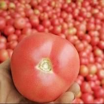 新乐大棚沙瓤西红柿大量上市