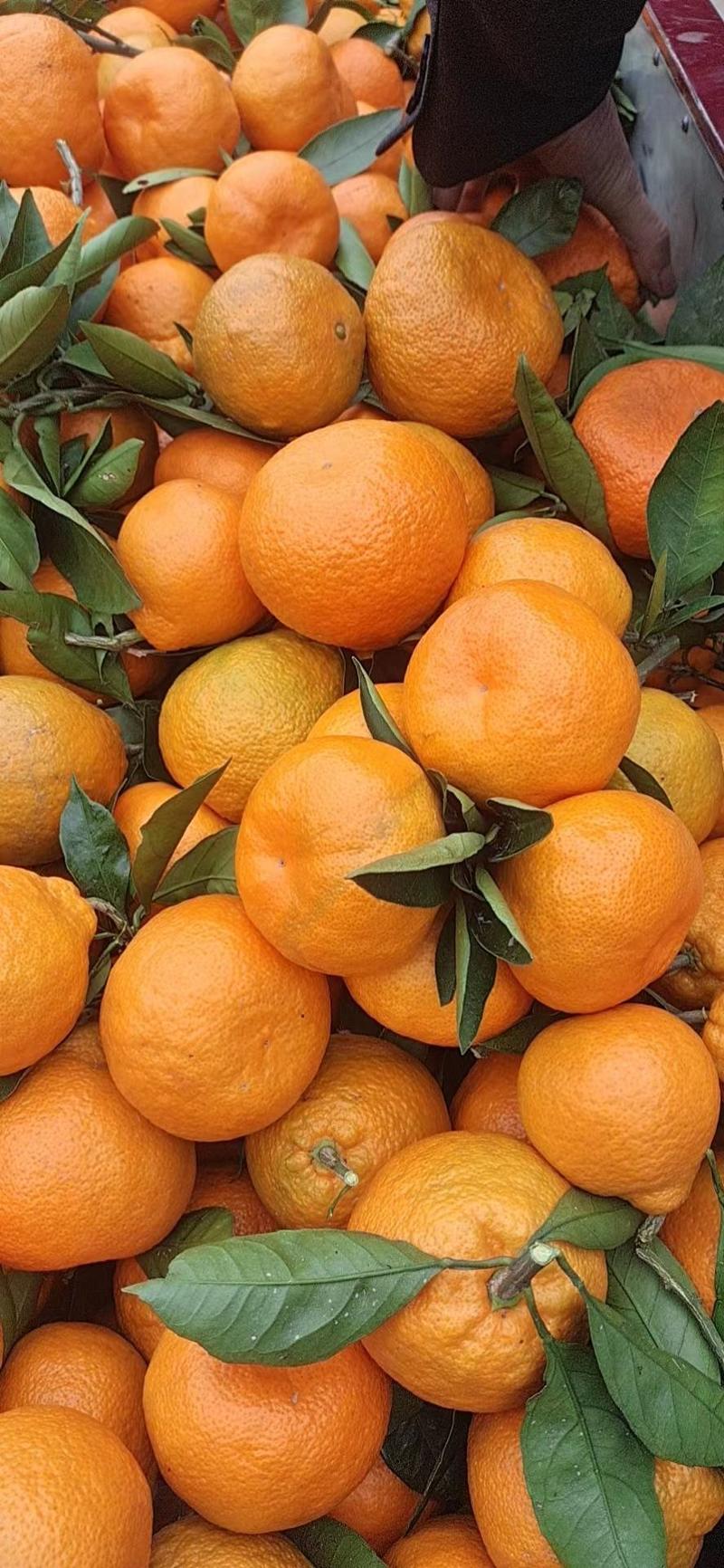 陕西汉中蜜橘大量供应产地直发多汁多肉现摘现发量大从优
