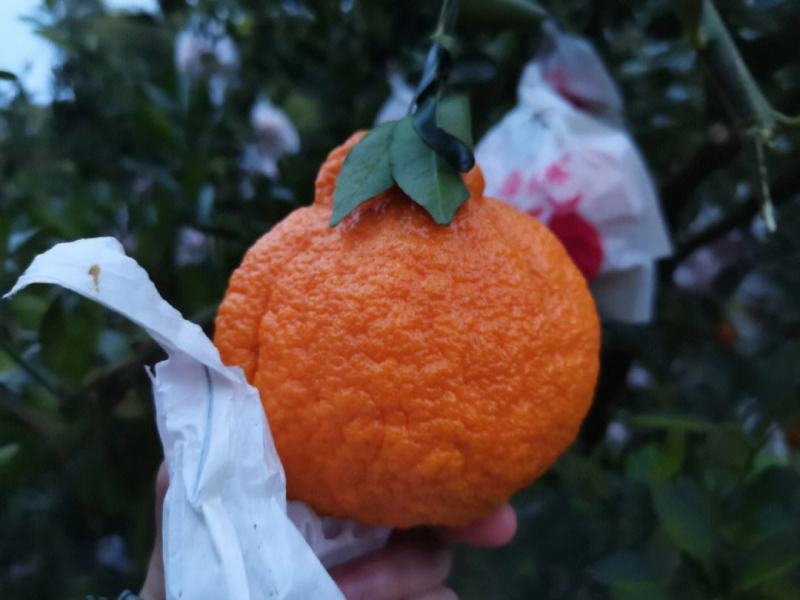 丑桔丑八怪不知火个头大味甜化渣产地一手货源量大从优保质保