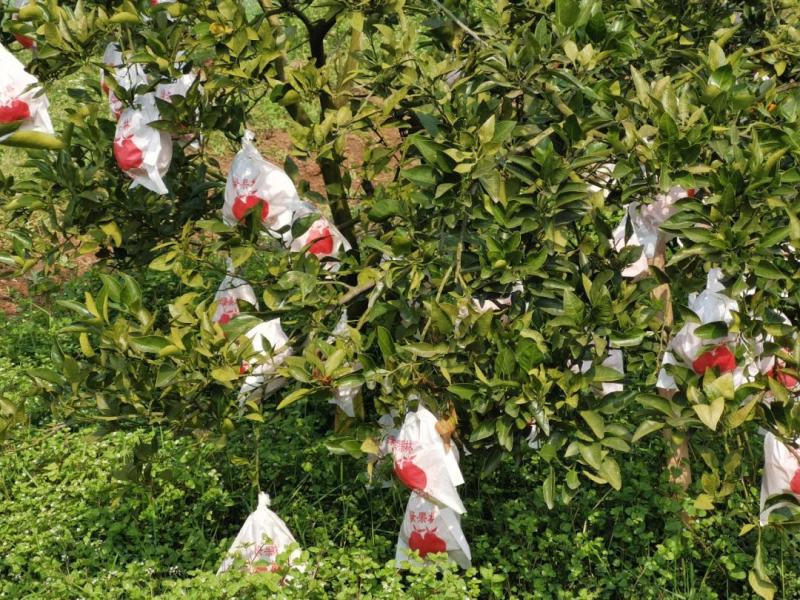 丑桔丑八怪不知火个头大味甜化渣产地一手货源量大从优保质保