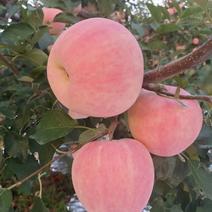 辽宁苹果绥中苹果红将军苹果产地发货对接大型批发商