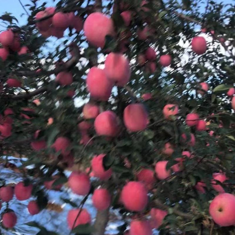 辽宁苹果绥中苹果红将军苹果产地发货对接大型批发商