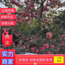 【协助找车】红星苹果原产地发货精品苹果口感佳一条龙