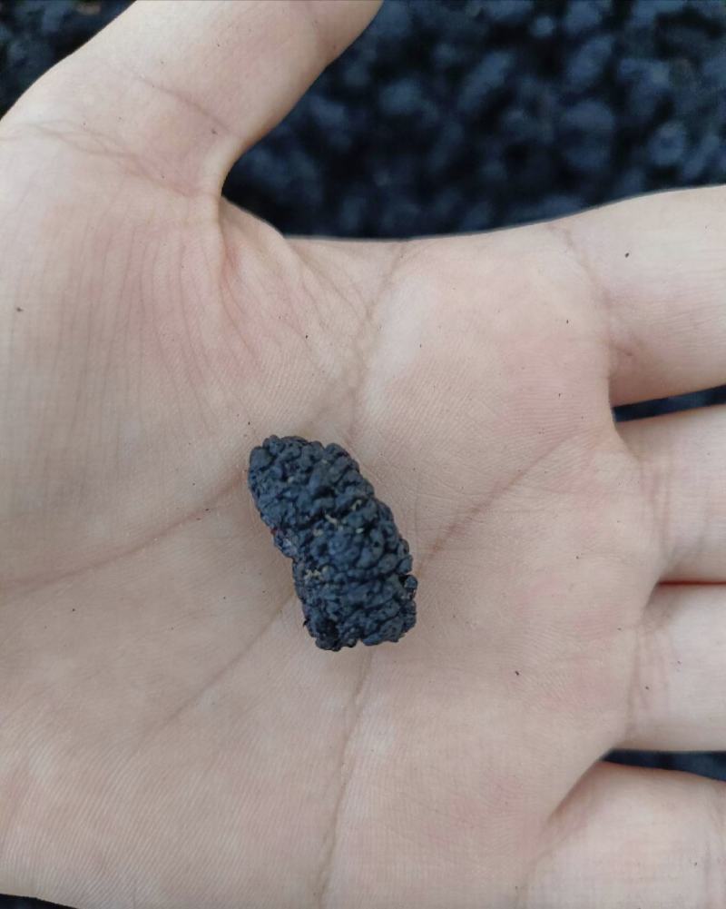 桑椹，桑椹干，无硫无熏蒸水洗无杂质药食同源，新货实拍现货