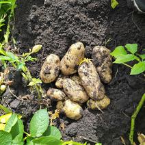 呼伦贝尔土豆种子