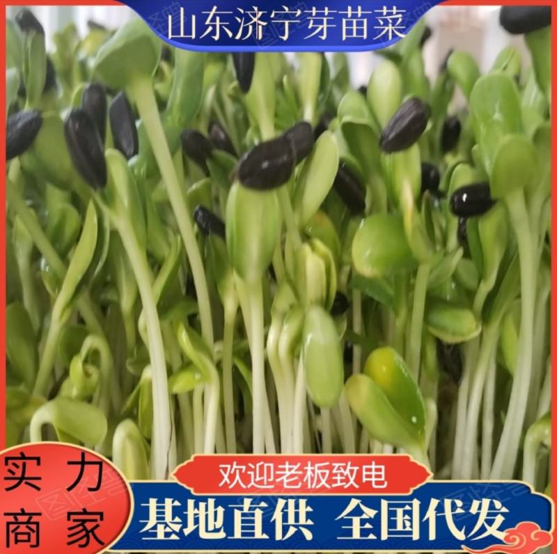 [热卖]油葵种苗油葵苗黑豆芽豌豆芽芽苗菜基地