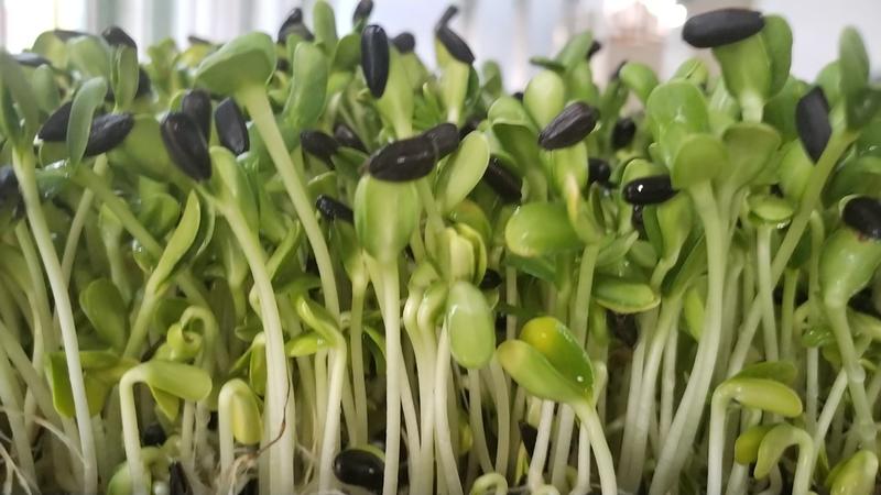 [热卖]油葵种苗油葵苗黑豆芽豌豆芽芽苗菜基地