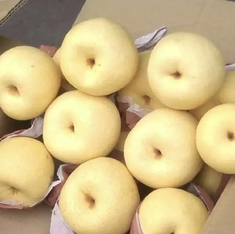 梨酥梨砀山酥梨产区直发保质保量欢迎选购