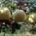 梨酥梨砀山酥梨产区直发保质保量欢迎选购