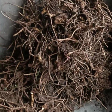 高产优质阳荷种根