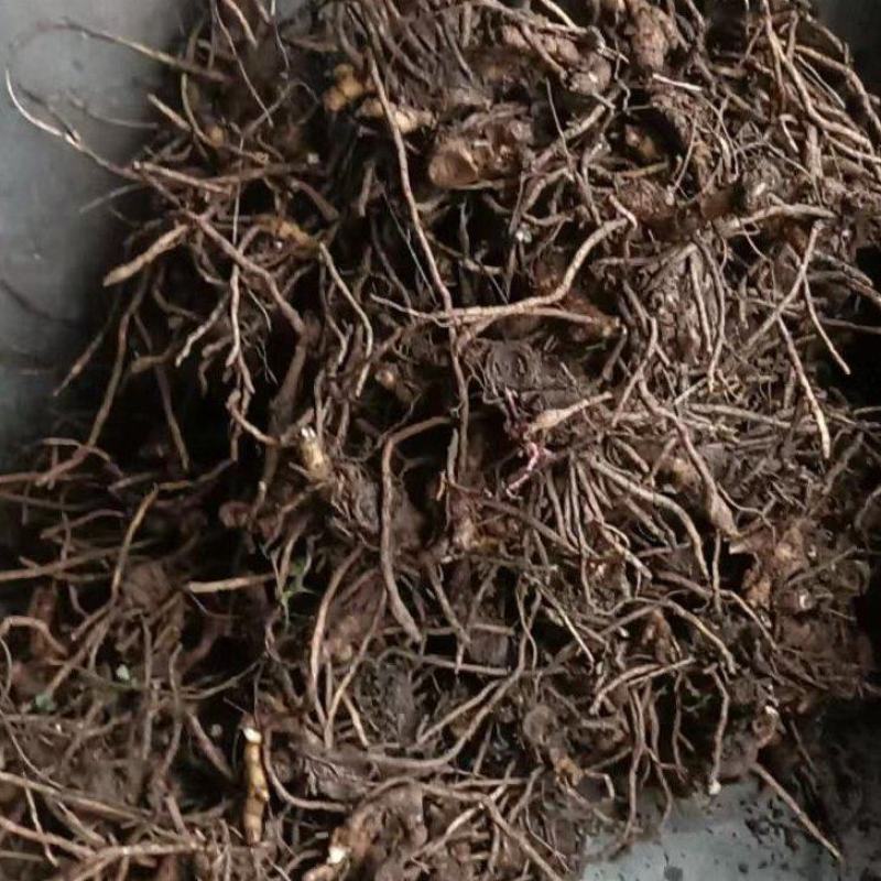 高产优质阳荷种根
