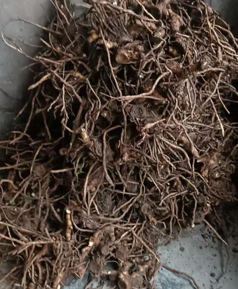 高产优质阳荷种根