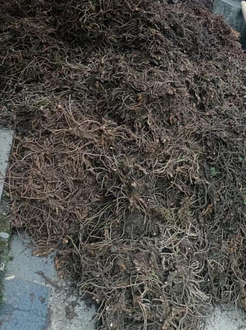 高产优质阳荷种根