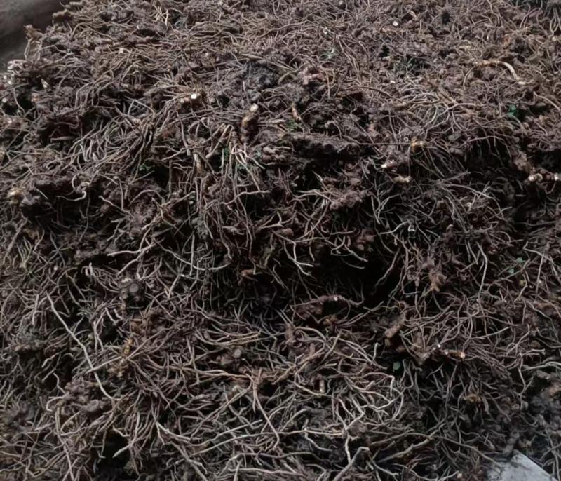高产优质阳荷种根