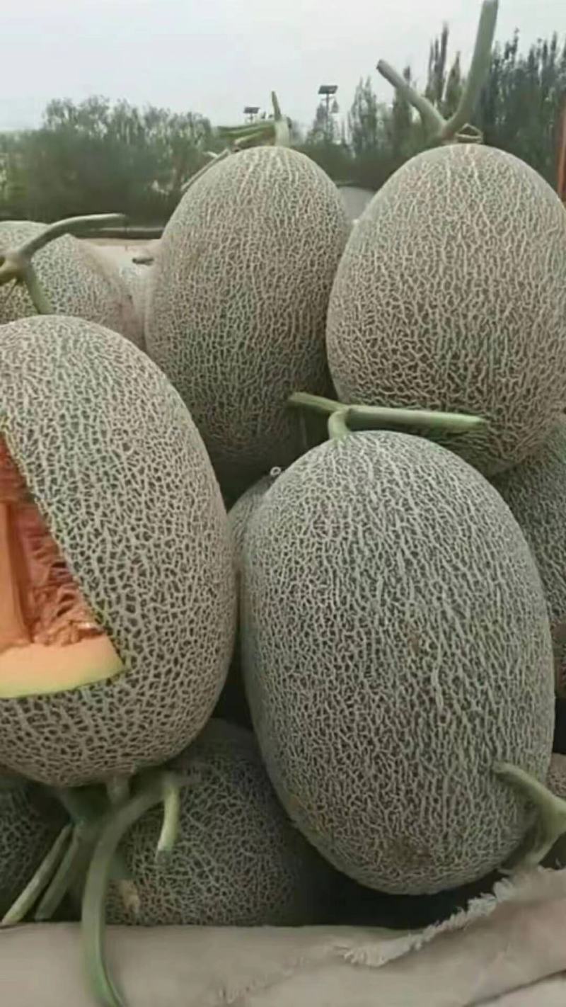 【诚信推荐】新疆哈密17号大量上市全国发货量大从优