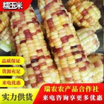 花粒甜粘玉米大量走货也可支持一件代发对接各电商平台商超