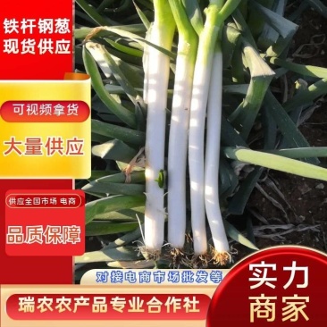 【铁杆大葱】葱段铁杆大葱山东大葱日本葱毛葱净葱精品葱脱水