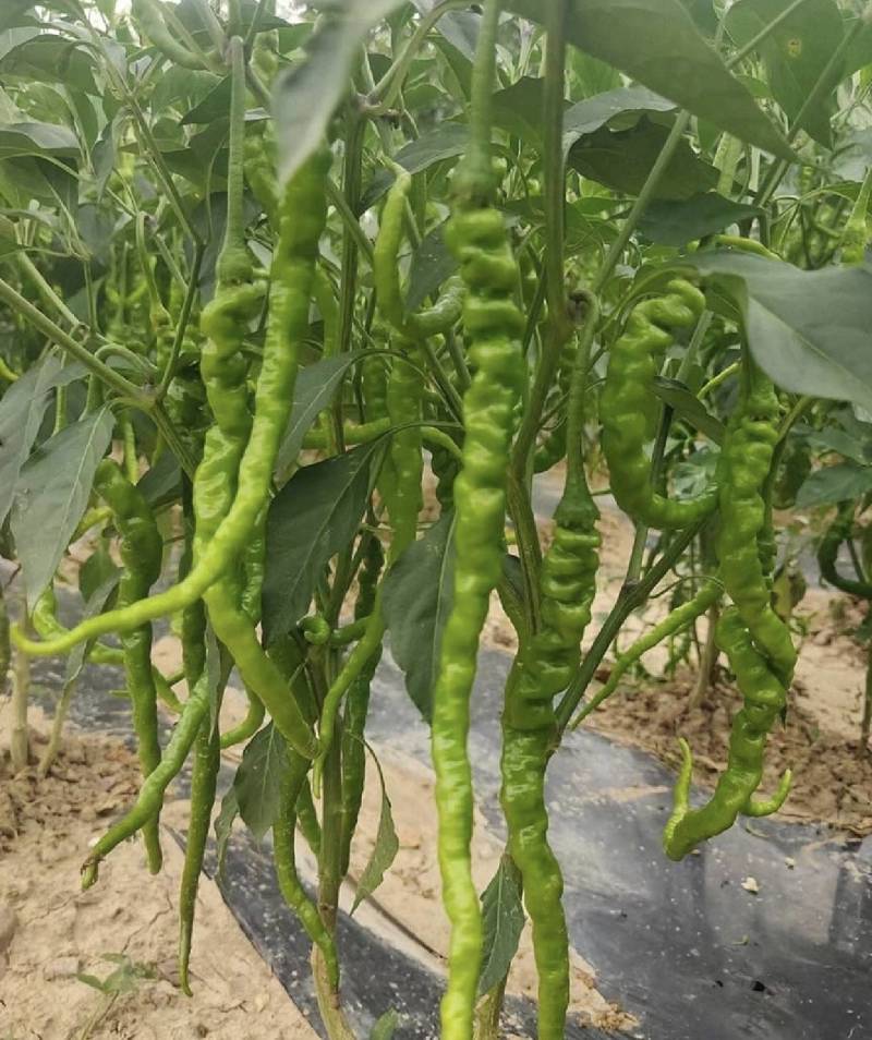 伯爵薄皮麻皮陇椒产区直发保质保量代发全国