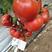 海迈圆瑞330粉果番茄种子，无线生长品种，种子