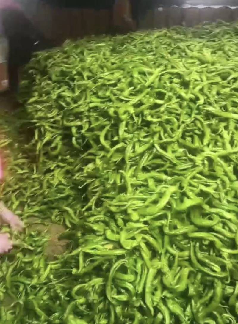 凉州区绿陇帅陇薄皮麻皮螺丝椒产区直发保质保量