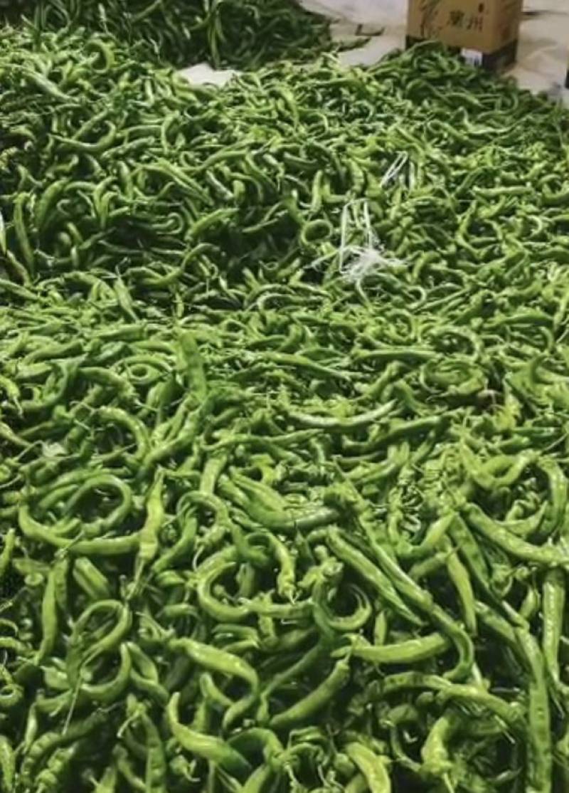 凉州区绿陇帅陇薄皮麻皮螺丝椒产区直发保质保量