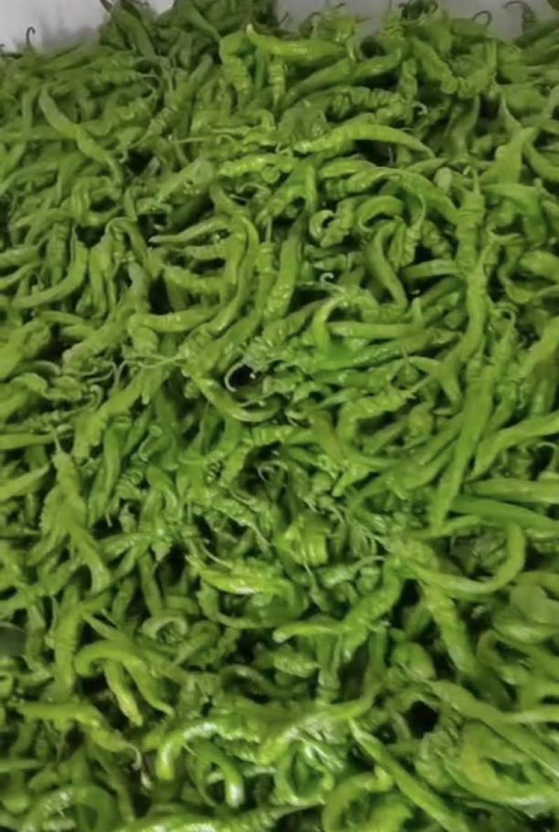 凉州区绿陇帅陇薄皮麻皮螺丝椒产区直发保质保量