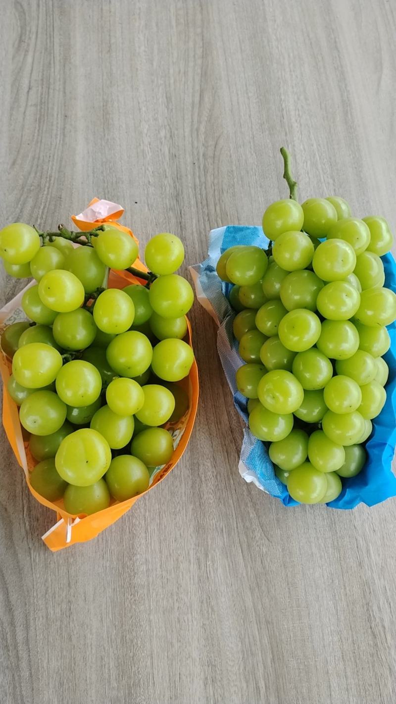 主产区阳光玫瑰葡萄大丰收