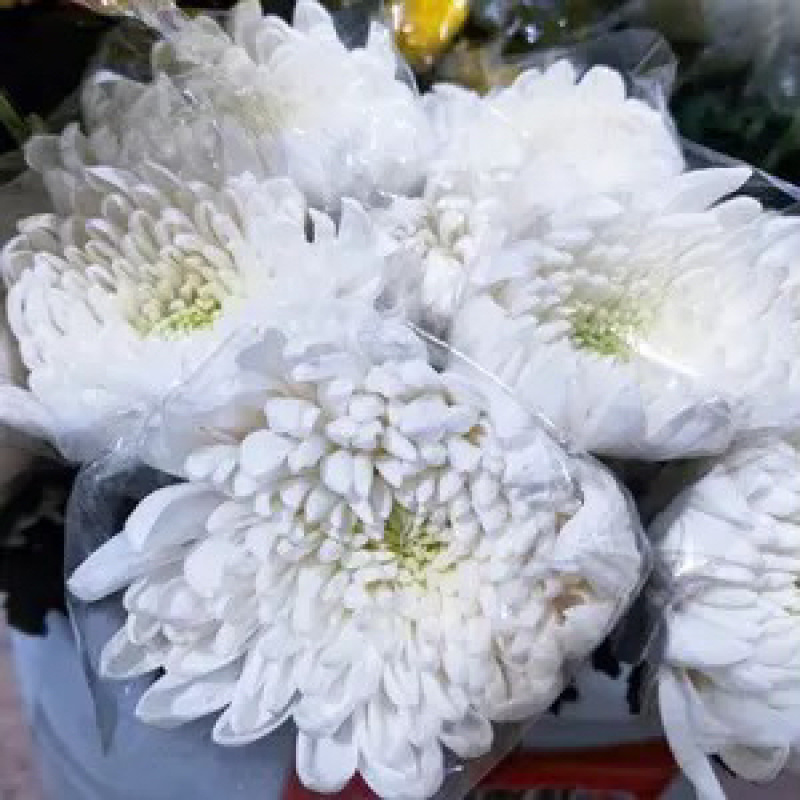菊花白菊花黄菊花祭祀菊花清明菊花花店殡仪