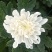 菊花白菊花黄菊花祭祀菊花清明菊花花店殡仪