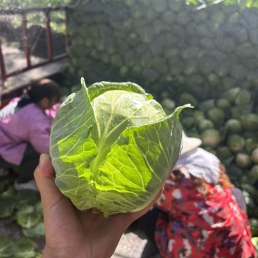 青海大通高原甘蓝圆包菜