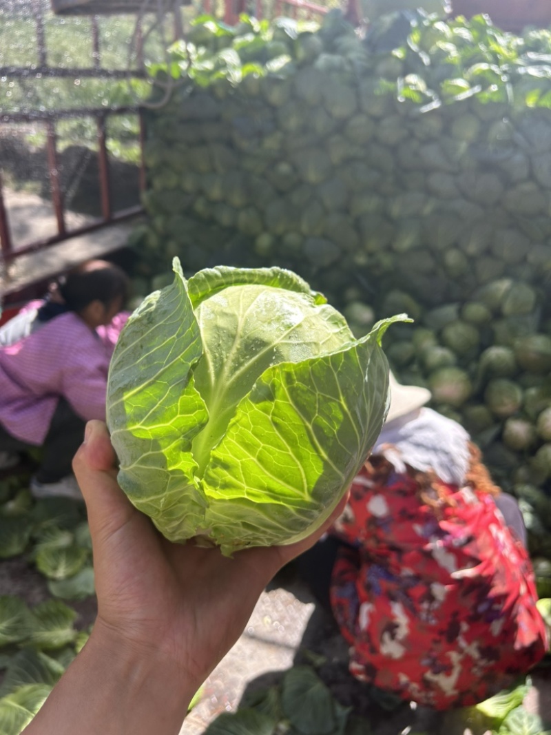 青海大通高原甘蓝圆包菜