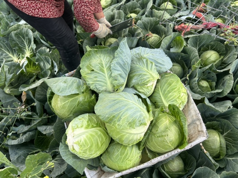 青海大通高原甘蓝圆包菜
