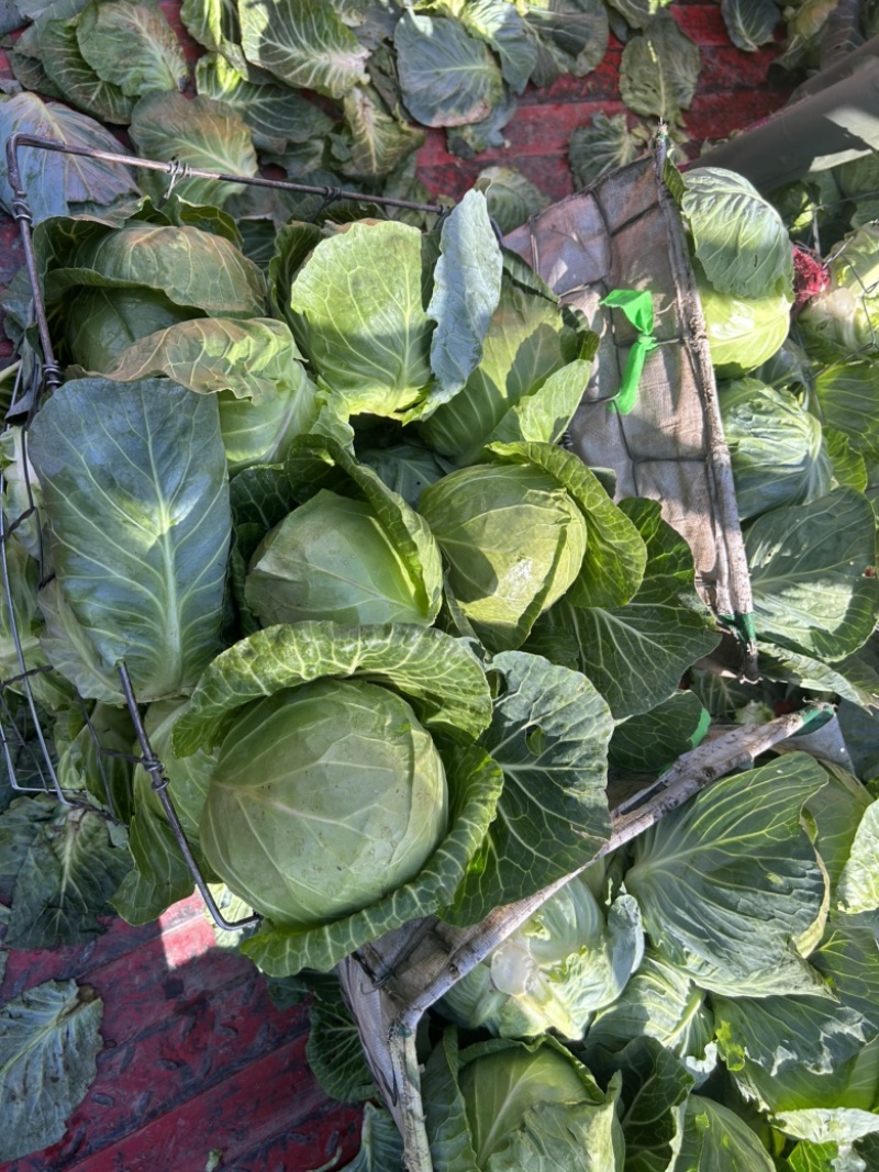青海大通高原甘蓝圆包菜