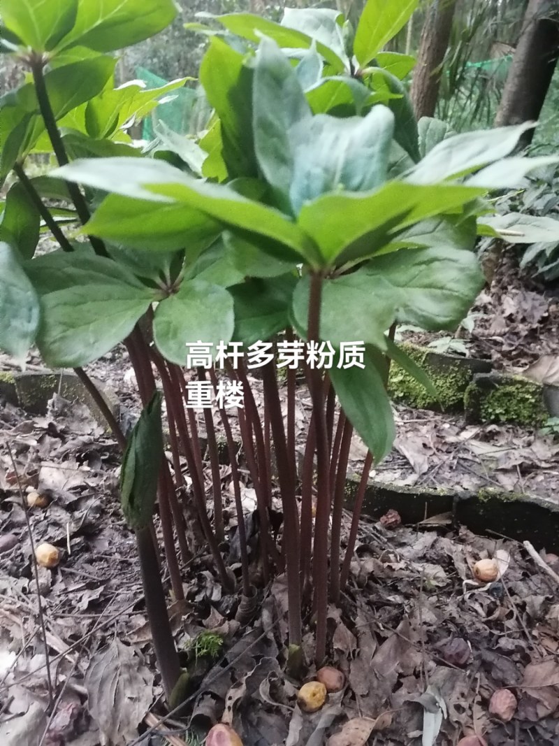 多芽重楼苗