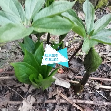 多芽重楼苗