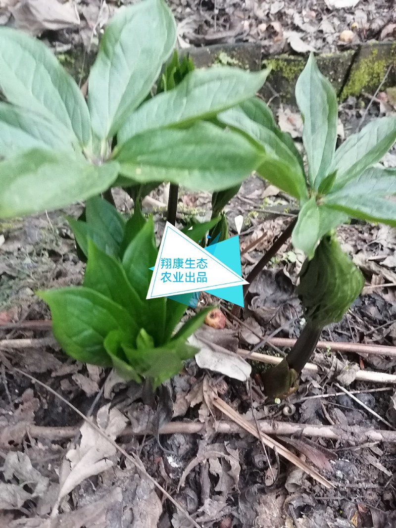 多芽重楼苗