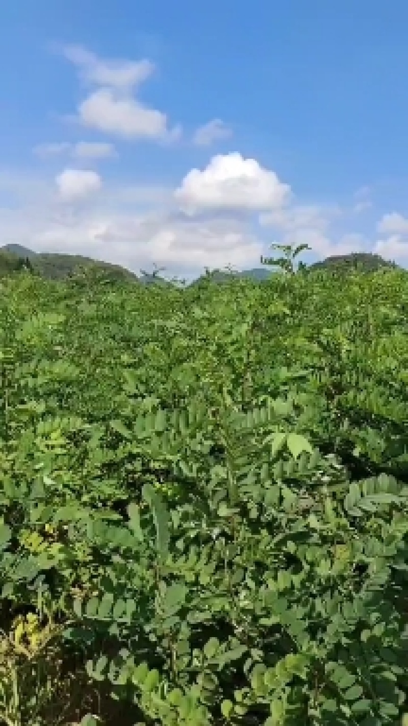 刺槐苗，是一个存货率非常高，赖寒赖汉的品种