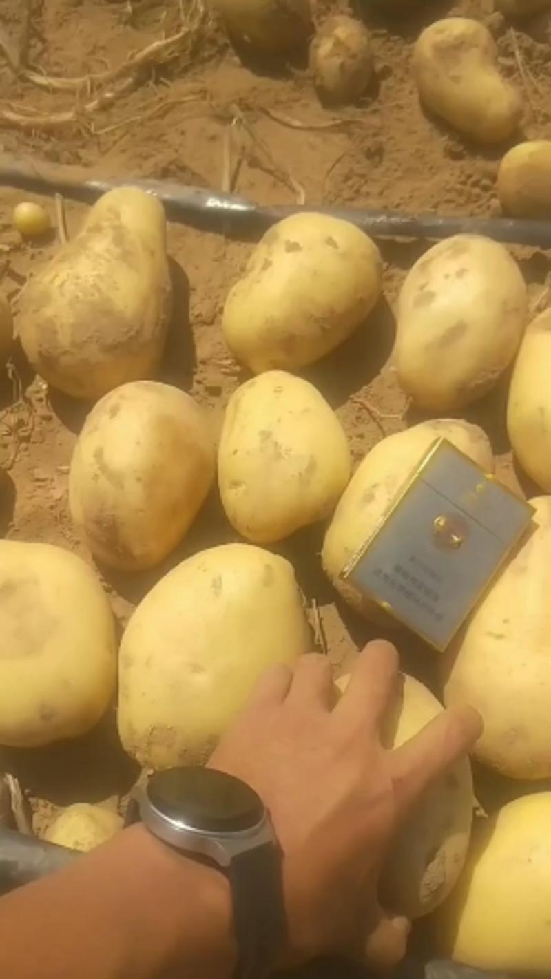 陕西榆林v8土豆现挖现发质量保证全国发货