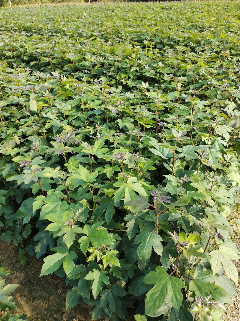 枫香杯苗现目前有50公分到一米，规格齐全，12*12的杯