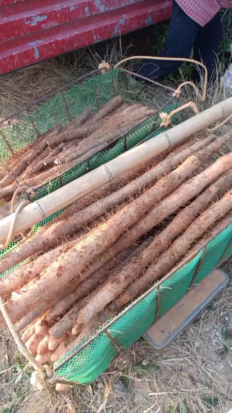 广西白玉山药大量上市了，条形好颜色好，价格便宜，可供市场