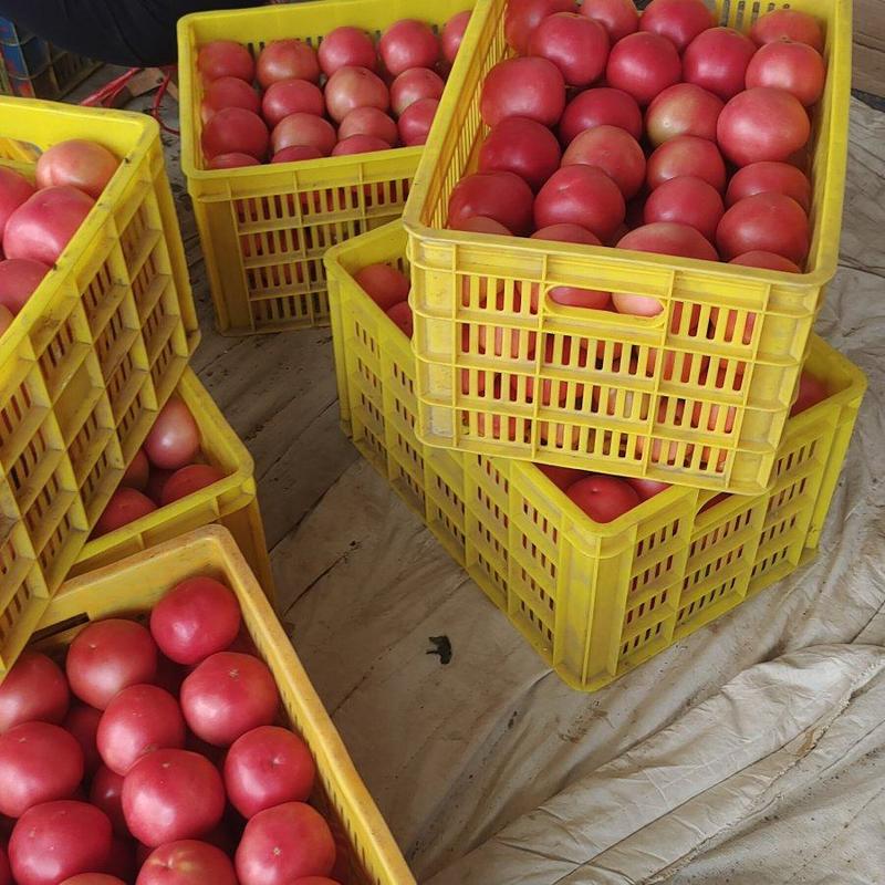 甘肃天水精品西红柿大量有货，品质优欢迎老板们联系