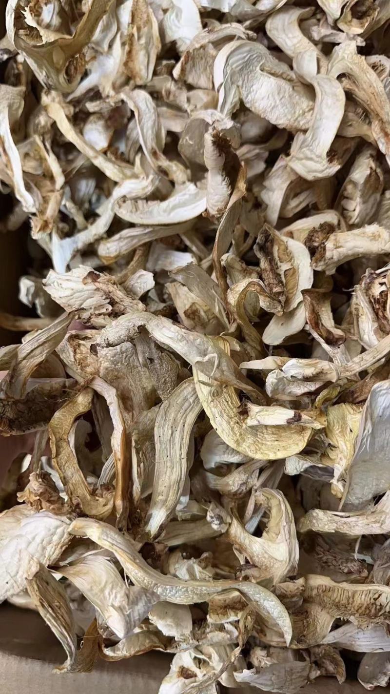 野生松茸干，大量批发零售