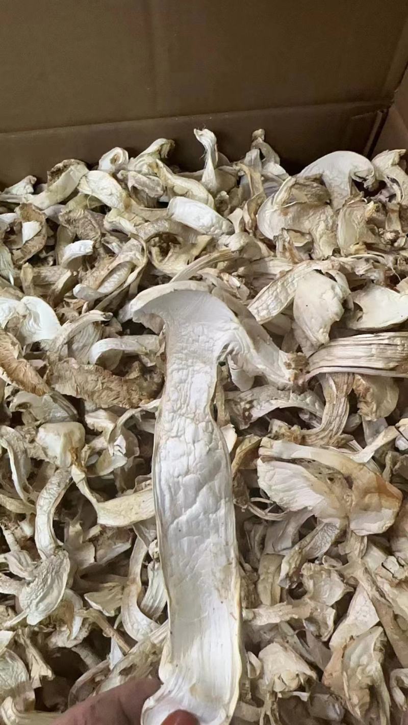 野生松茸干，大量批发零售
