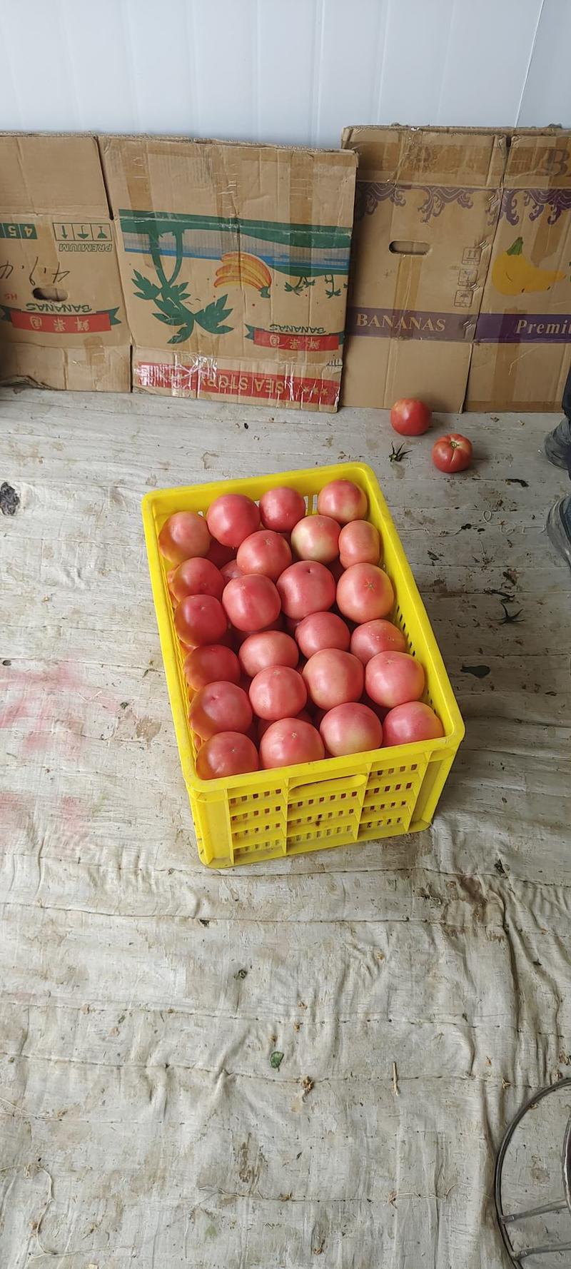 甘肃天水精品西红柿大量有货，品质优欢迎老板们联系