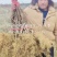湘西永顺旺丰猕猴桃绿心嫁接苗基地，大量直供量大从优