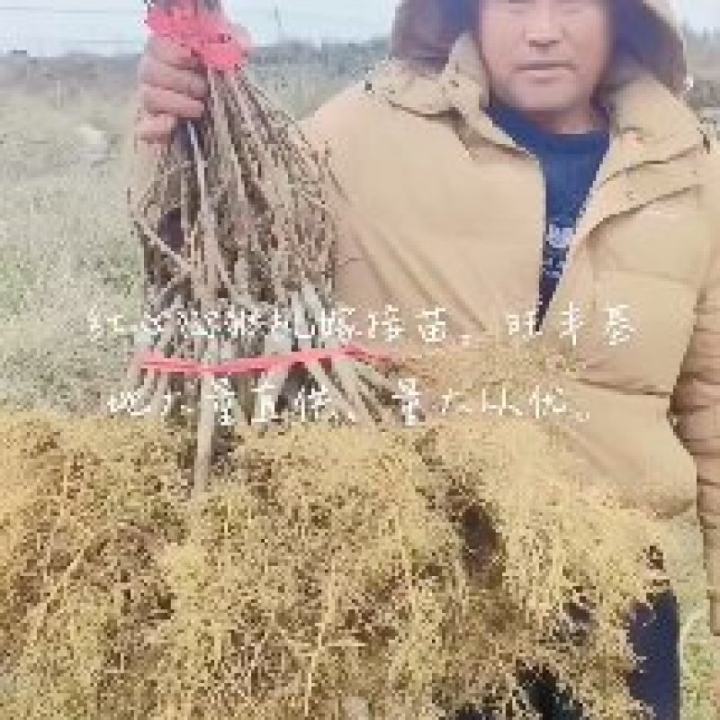 湘西永顺旺丰猕猴桃绿心嫁接苗基地，大量直供量大从优