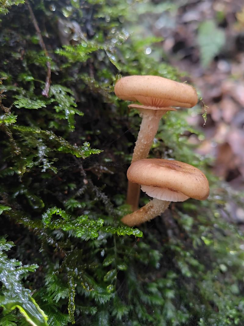 野生香菇干货，云南野生香菇，1斤包邮