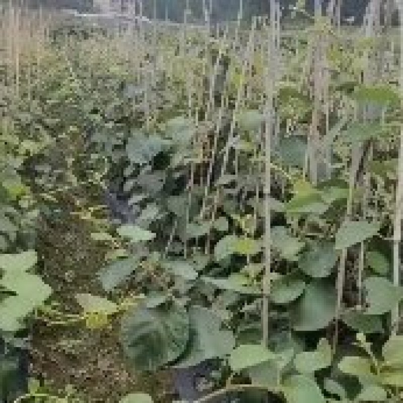 湘西永顺旺丰猕猴桃绿心嫁接苗基地，大量直供量大从优