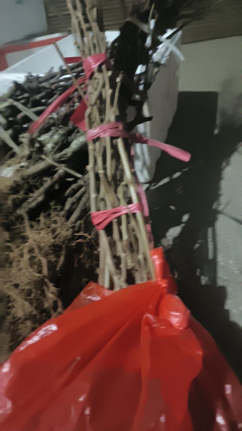 湘西永顺旺丰猕猴桃绿心嫁接苗基地，大量直供量大从优