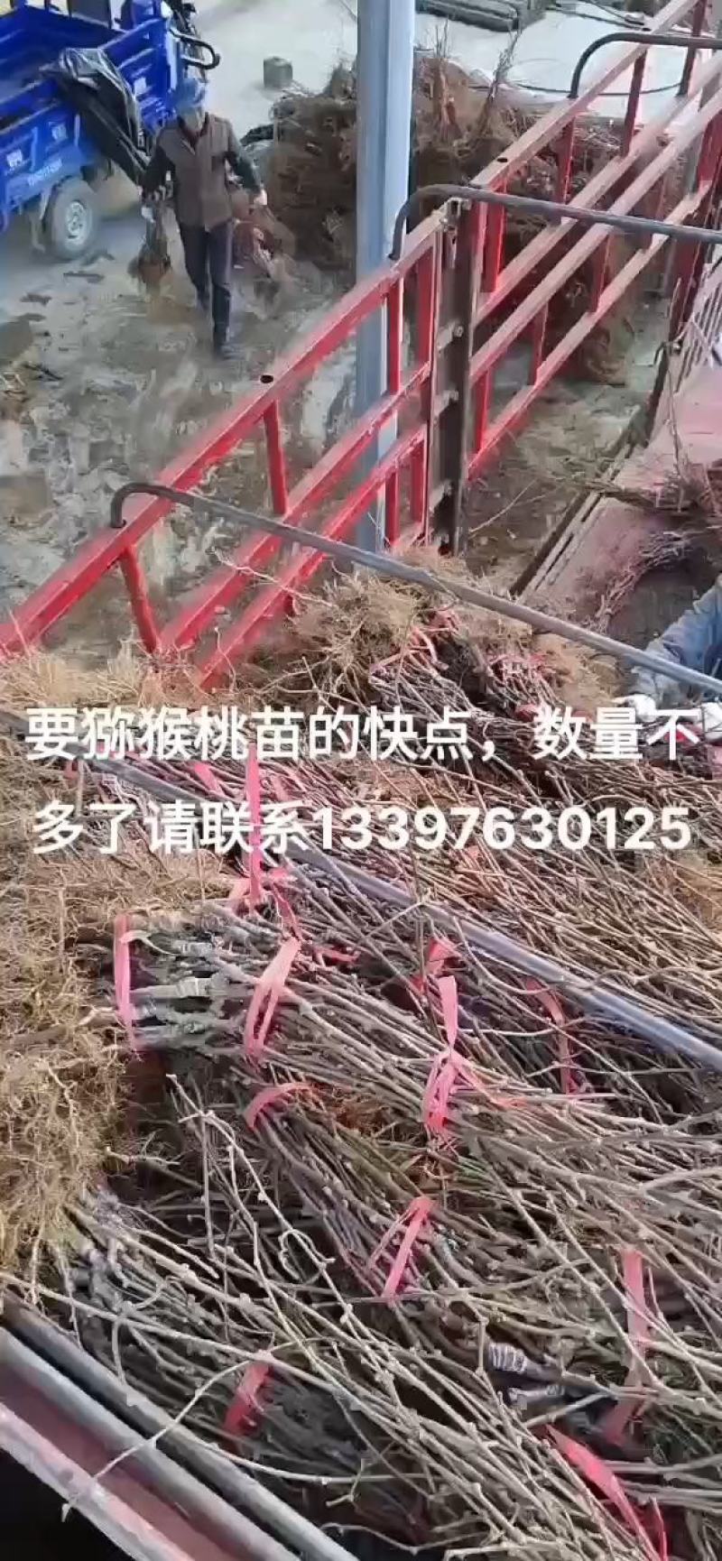湘西永顺旺丰猕猴桃绿心嫁接苗基地，大量直供量大从优